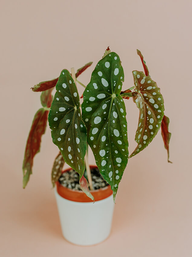 Begonia maculata 01-1