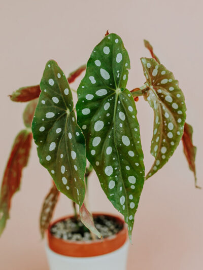 Begonia maculata 01