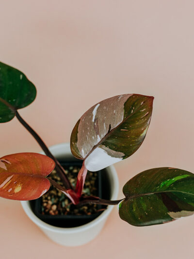 Philodendron red anderon variegata