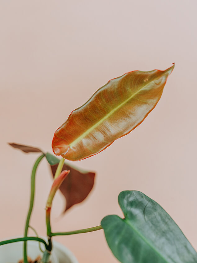 Philodendron atabapoense 01-2