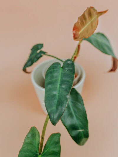 Philodendron atabapoense 01-3