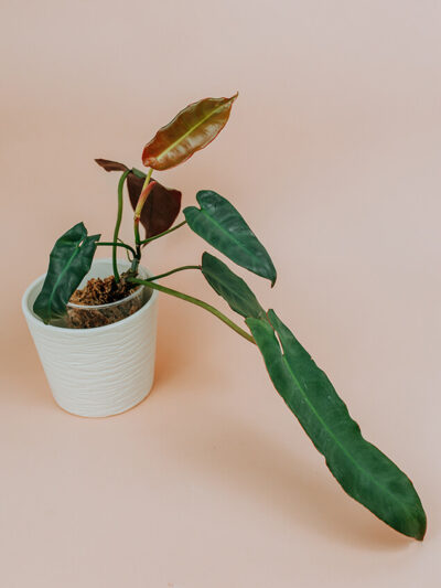 Philodendron atabapoense 01-5