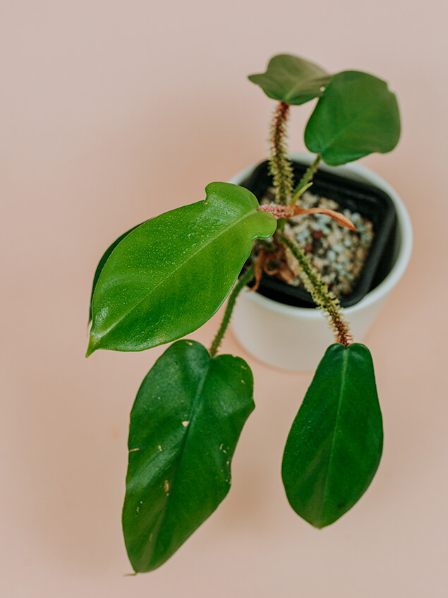 Philodendron squamiferum 01-2