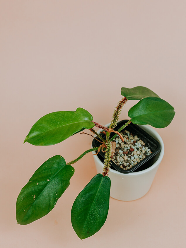 Philodendron squamiferum 01-3