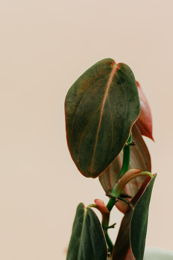 Philodendron gigas przykład