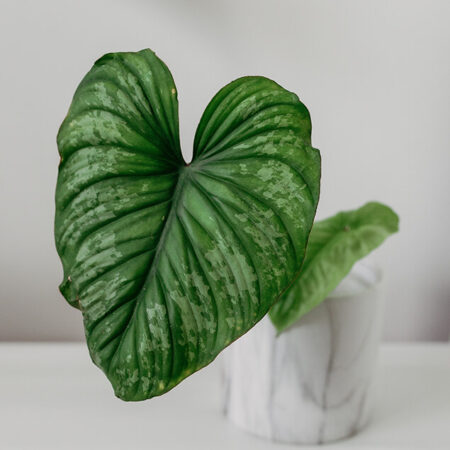 Philodendron mamei silver cloud 02