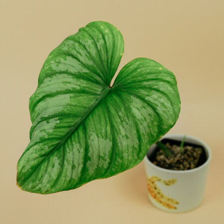 Philodendron mamei silver cloud