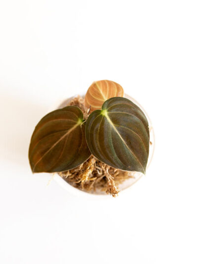 Philodendron melanochrysum 01