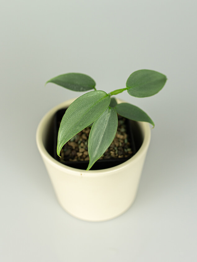 Philodendron hastatum 01