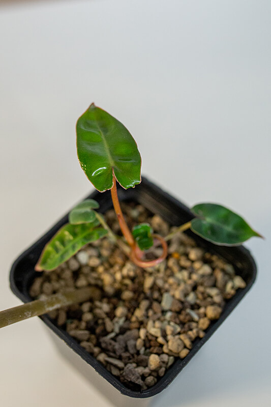 Philodendron billietiae (2)