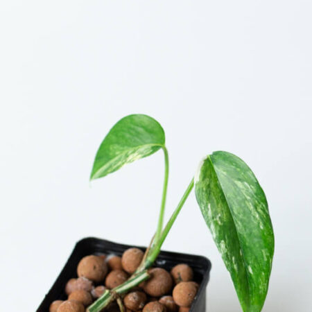 Epipremnum pinnatum variegata 01
