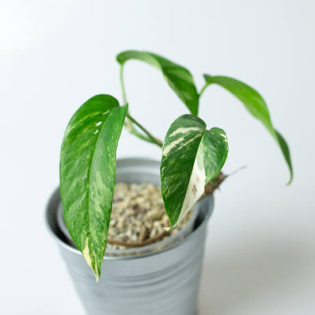 Epipremnum pinnatum variegata 02