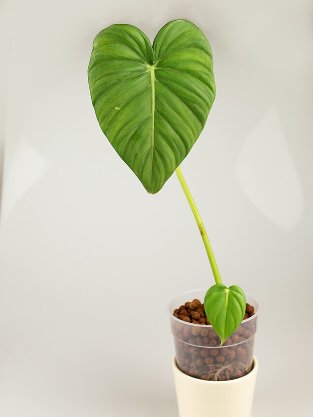 Philodendron dean mcdowell 01-2