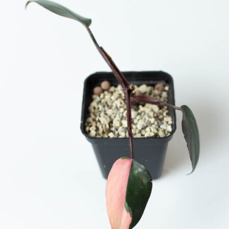 Philodendron pink princess (1)