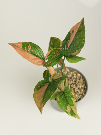Syngonium red spot tricolor 01