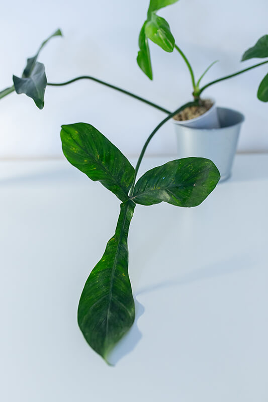 Philodendron 69686 (2)