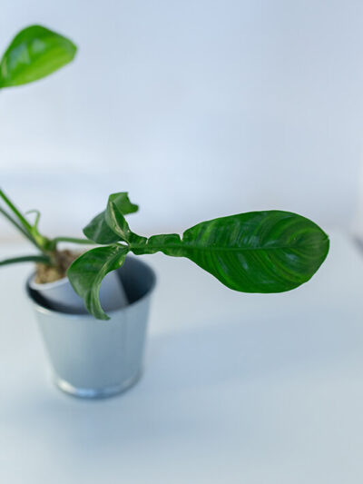 Philodendron 69686 (3)