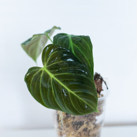 Philodendron el choco red (1)