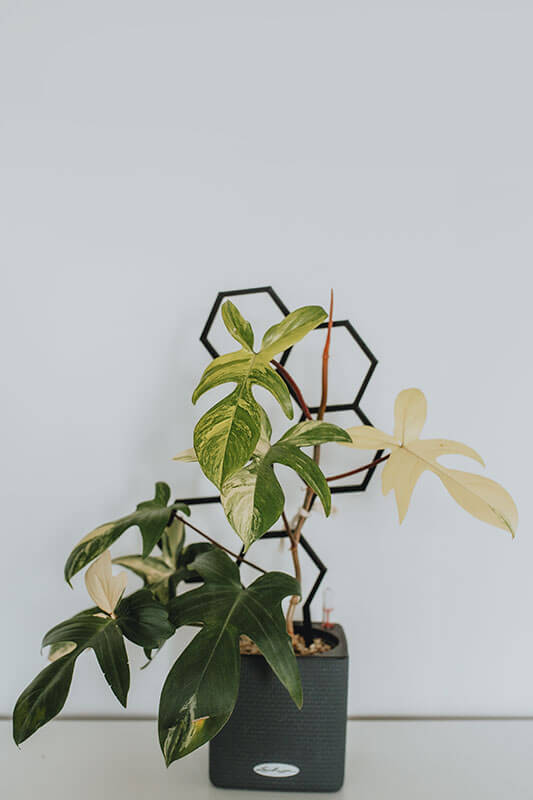 Podpory do roślin 3D (1)