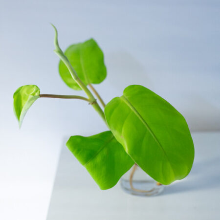 Philodendron malay gold (3)