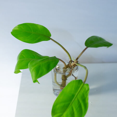 Philodendron malay gold (4)