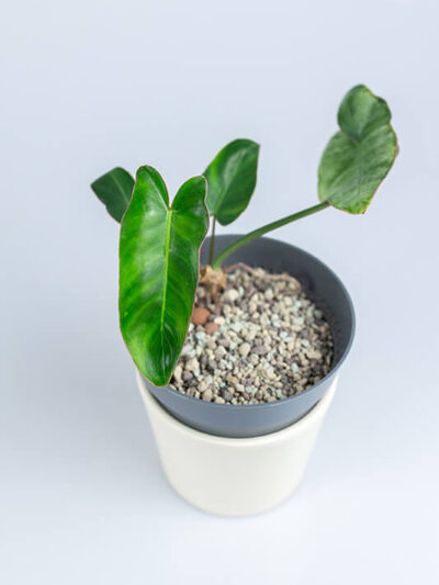 Philodendron paraiso verde (1)
