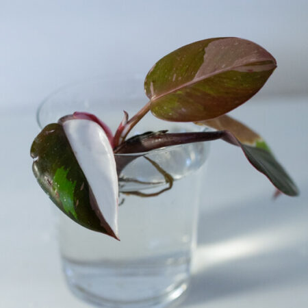 Philodendron red anderson (1)
